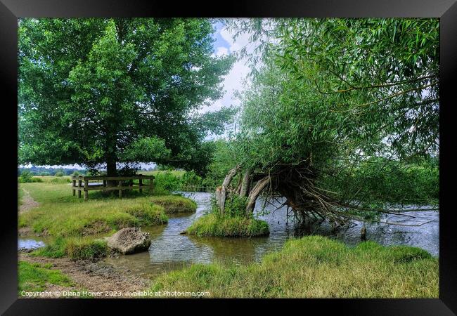 Crack Willow trees on the River Stour  Framed Print by Diana Mower