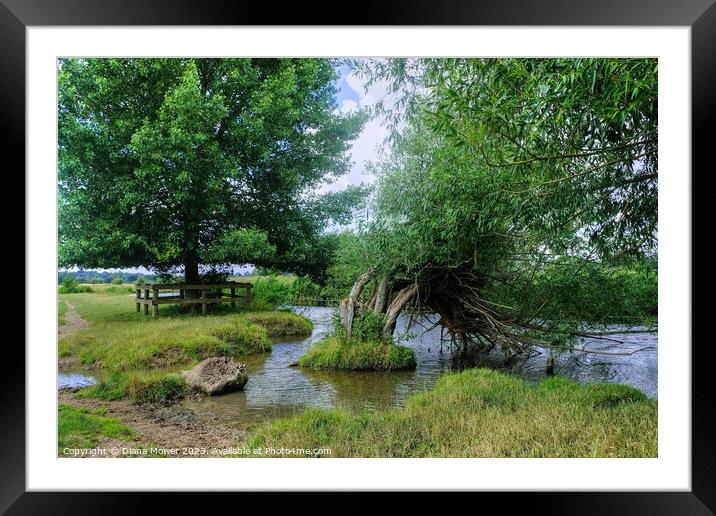 Crack Willow trees on the River Stour  Framed Mounted Print by Diana Mower