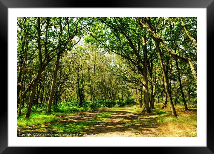 Tiptree Heath Woodlands Framed Mounted Print by Diana Mower