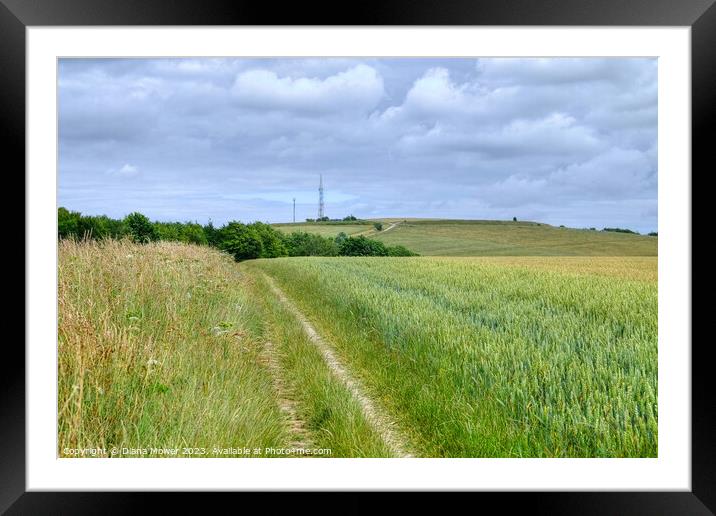 Monachs Way West Sussex   Framed Mounted Print by Diana Mower