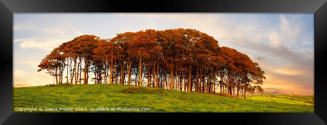 Nearly Home Trees Sunset Panoramic Framed Print by Diana Mower
