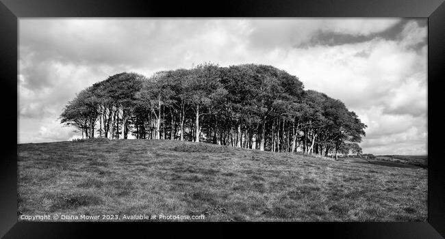 The Nearly Home trees Panoramic Framed Print by Diana Mower