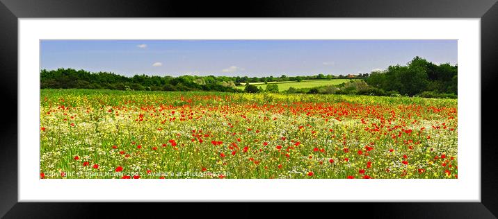 Poppy Field Panoramic Framed Mounted Print by Diana Mower