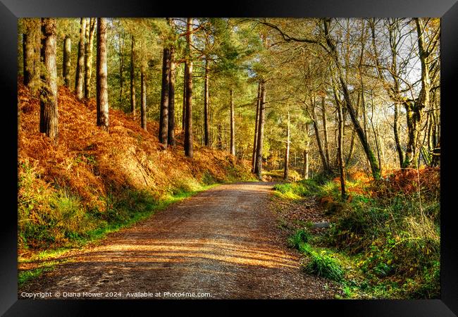 Cannock Chase Autumn Framed Print by Diana Mower