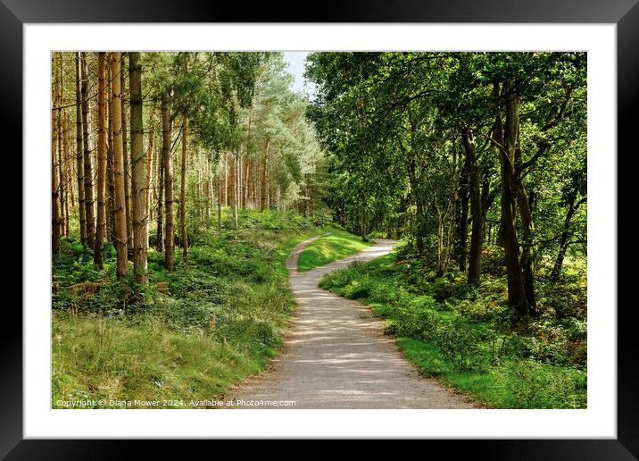 Cannock Chase Woodland Path Framed Mounted Print by Diana Mower