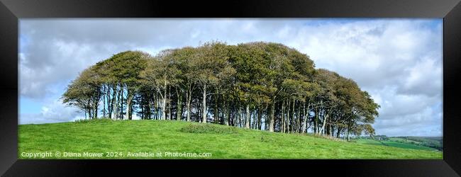 The Coming Home Trees Panoramic Framed Print by Diana Mower