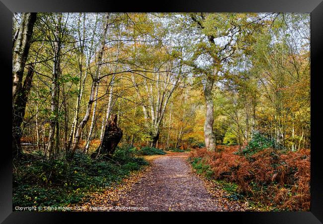 Epping Forest Autumn Walk Framed Print by Diana Mower