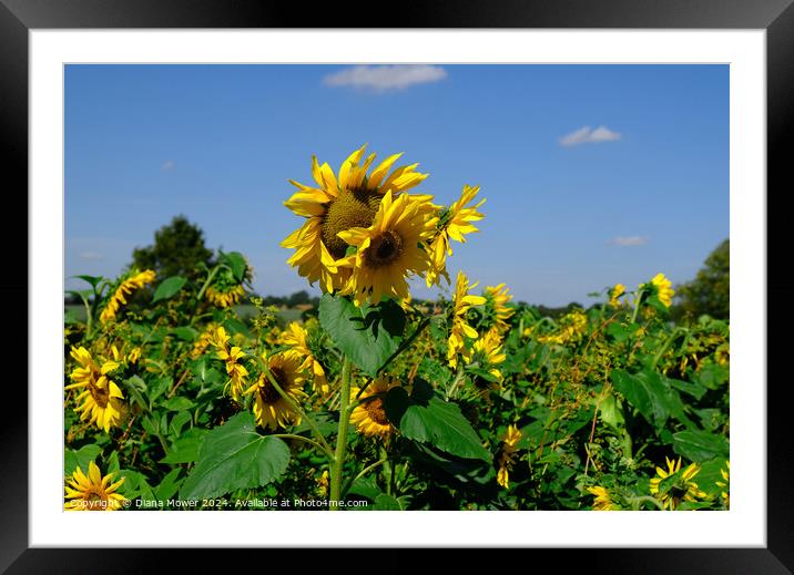 Sunflower Field  Framed Mounted Print by Diana Mower