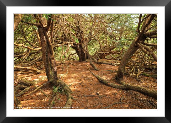 Kingley Vale Ancient Yew Forest Framed Mounted Print by Diana Mower