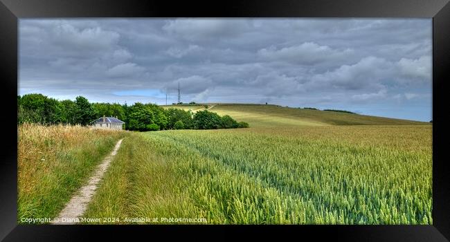 The Monachs Way West Sussex   Framed Print by Diana Mower