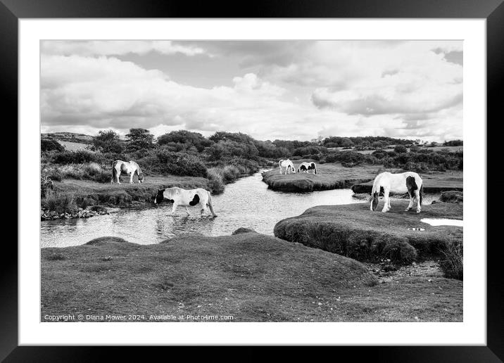 Bodmin Moor Ponies Mono Framed Mounted Print by Diana Mower