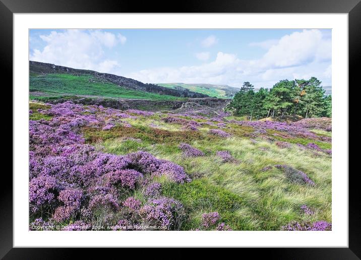 Ilkley Moor Heathers Yorkshire Framed Mounted Print by Diana Mower