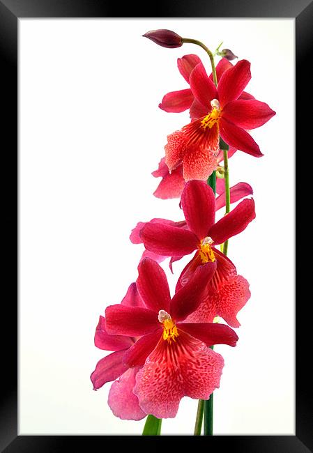 Red Orchid Framed Print by Diana Mower