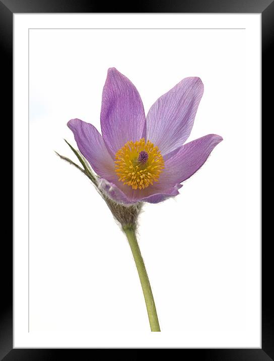 Pasque Flower isolated Framed Mounted Print by Diana Mower