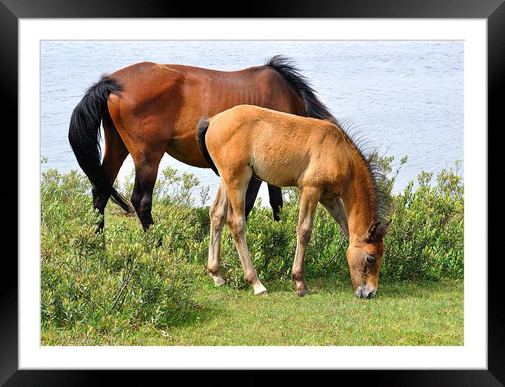 New Forest Ponies Hampshire Framed Mounted Print by Diana Mower