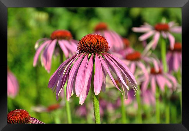 Echinacea Flowers Framed Print by Diana Mower