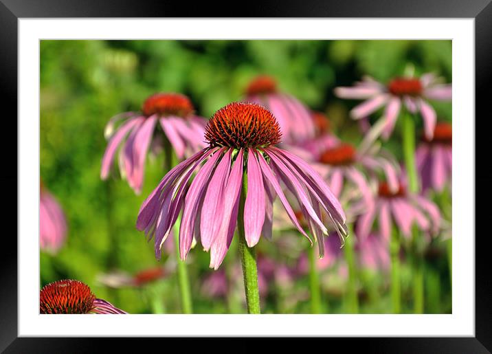 Echinacea Flowers Framed Mounted Print by Diana Mower