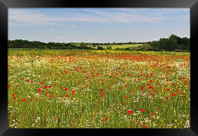 Poppy Fields in the English Countryside Framed Print by Diana Mower