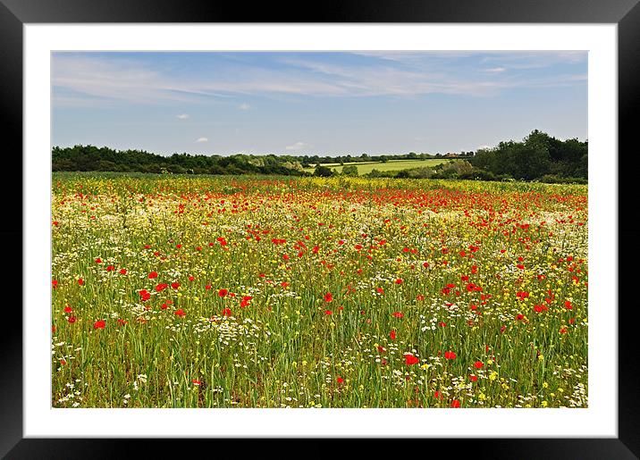 Poppy Fields in the English Countryside Framed Mounted Print by Diana Mower