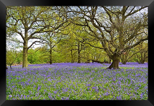 Bluebell Wood Essex Framed Print by Diana Mower