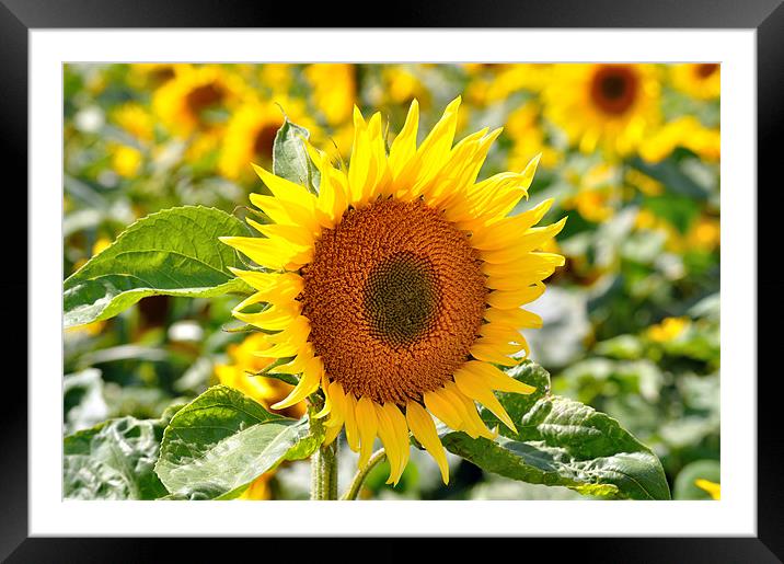 Sunflower Field Framed Mounted Print by Diana Mower