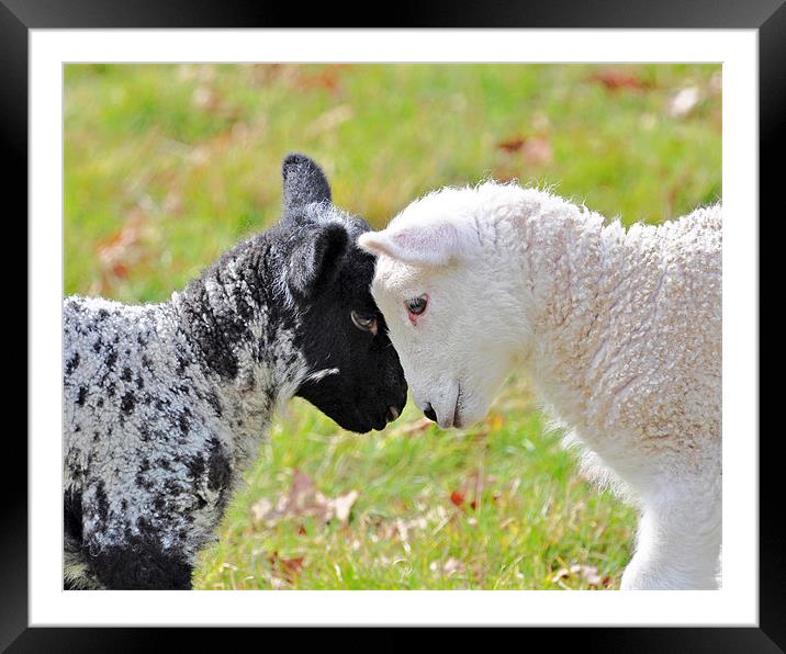 Black and white Lambs Framed Mounted Print by Diana Mower