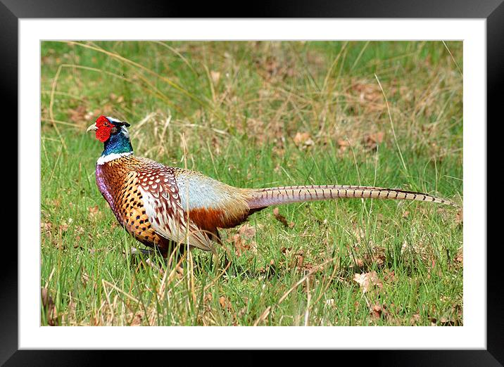 Cock Pheasant Bird Framed Mounted Print by Diana Mower