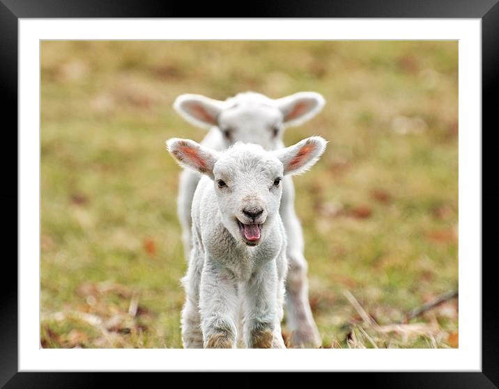 Twin Spring Lambs Framed Mounted Print by Diana Mower