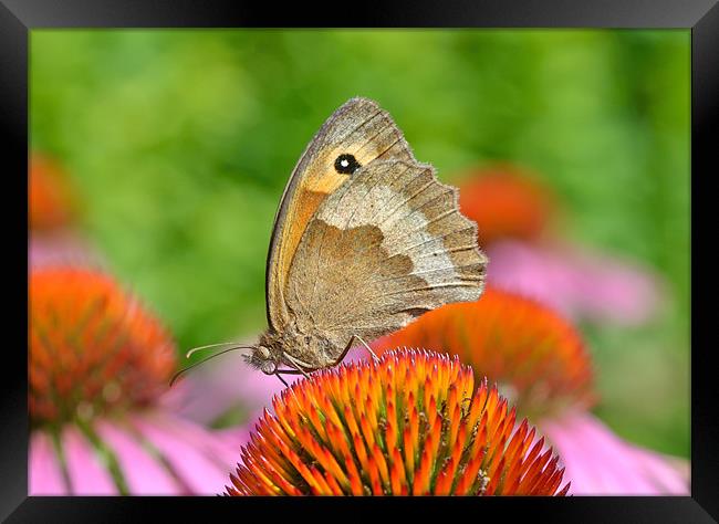 Meadow Brown Butterfly Framed Print by Diana Mower