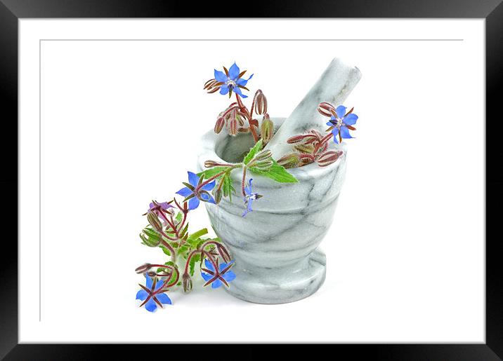 Starflower with Pestle and Mortar Framed Mounted Print by Diana Mower