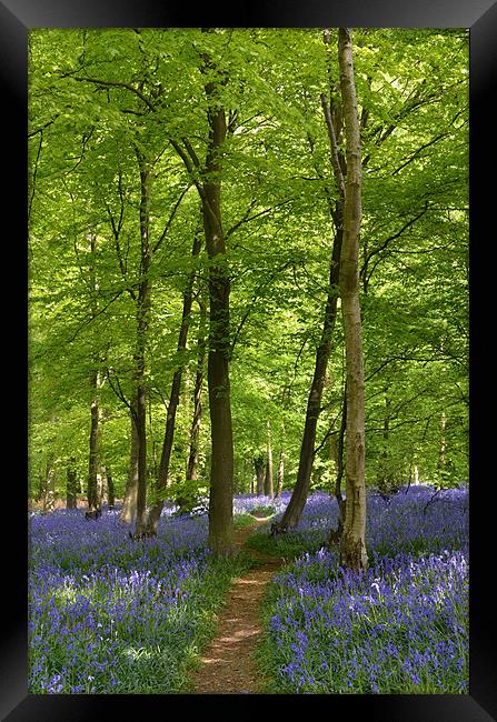 Bluebell Wood  Framed Print by Diana Mower