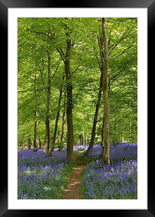 Bluebell Wood  Framed Mounted Print by Diana Mower