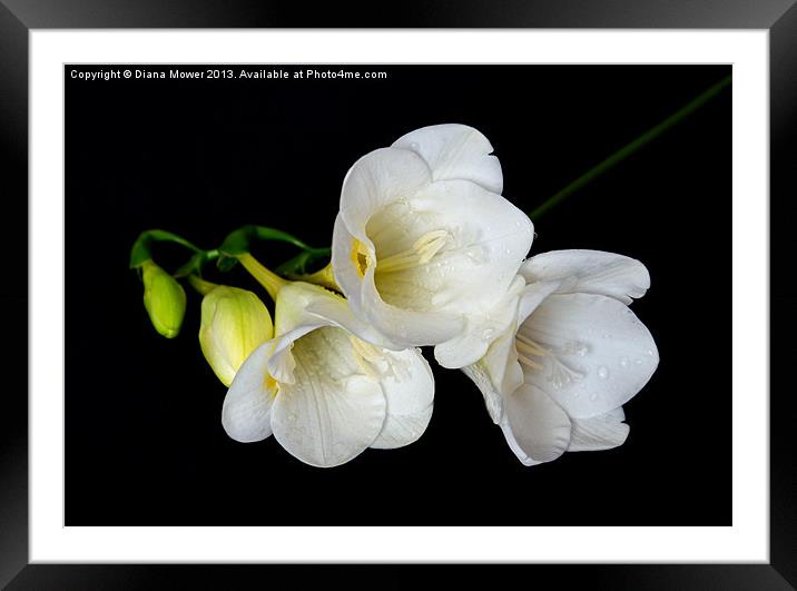 White Freesia on Black Background Framed Mounted Print by Diana Mower