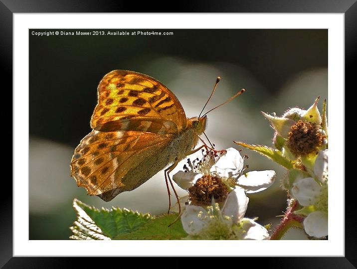 Silver Washed Fritillary Framed Mounted Print by Diana Mower