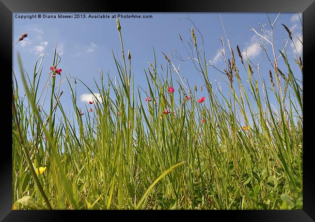 Summer Grasses Framed Print by Diana Mower