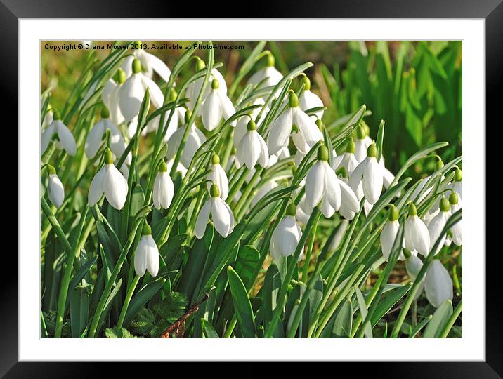 Snowdrops in the English countryside Framed Mounted Print by Diana Mower
