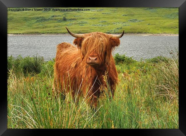 Highland Cow Loch Arklet, Scotland Framed Print by Diana Mower