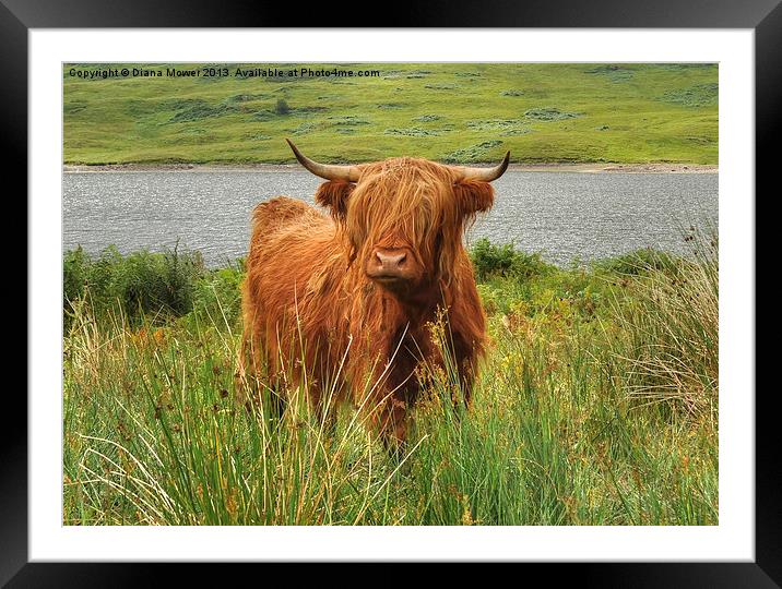 Highland Cow Loch Arklet, Scotland Framed Mounted Print by Diana Mower