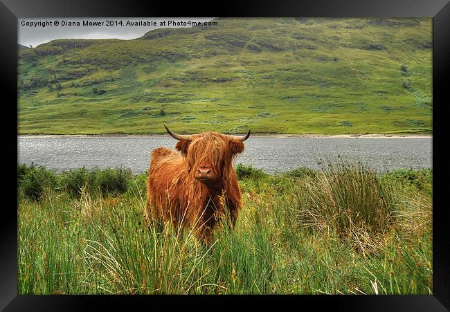 Highland Cow Lock Arklet, Scotland Framed Print by Diana Mower