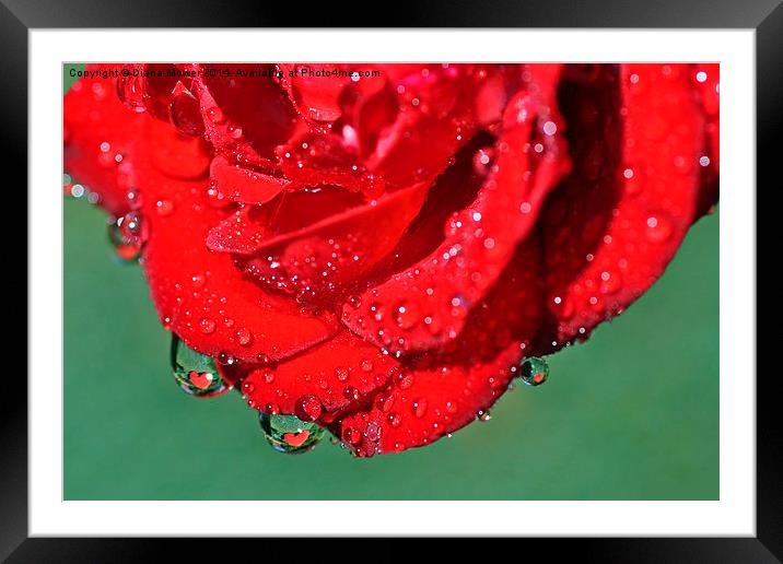 Valentine Rose Framed Mounted Print by Diana Mower
