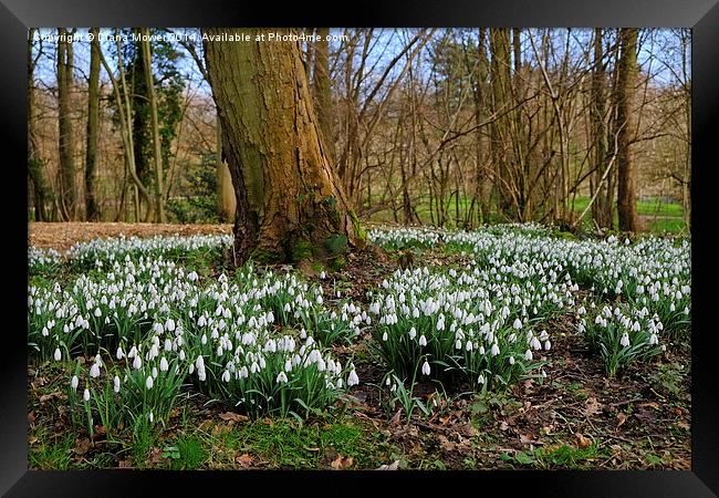 Snowdrop Wood England Framed Print by Diana Mower