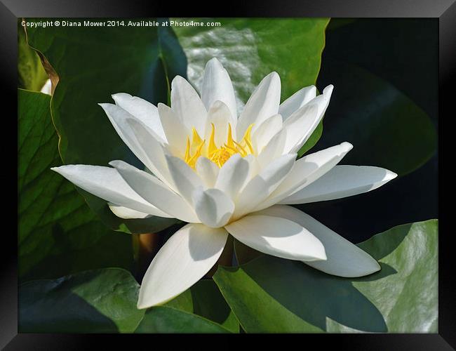 Water Lily Framed Print by Diana Mower