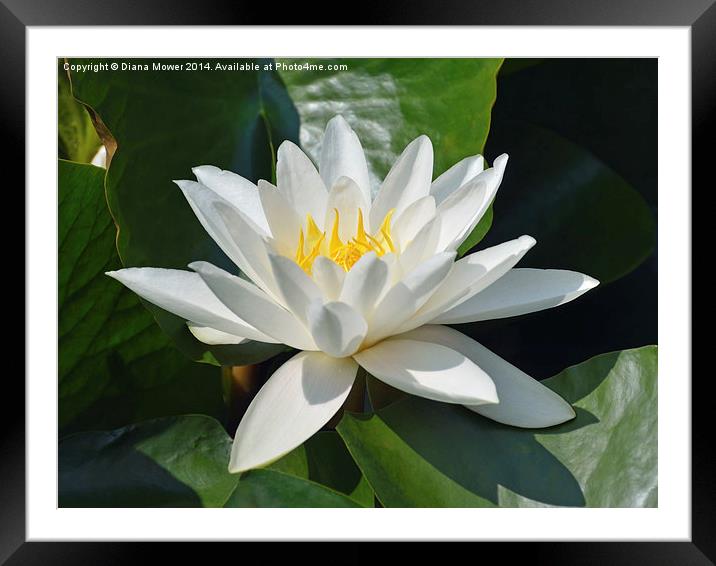 Water Lily Framed Mounted Print by Diana Mower