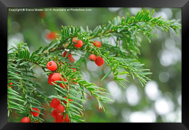 Yew berries Framed Print by Diana Mower