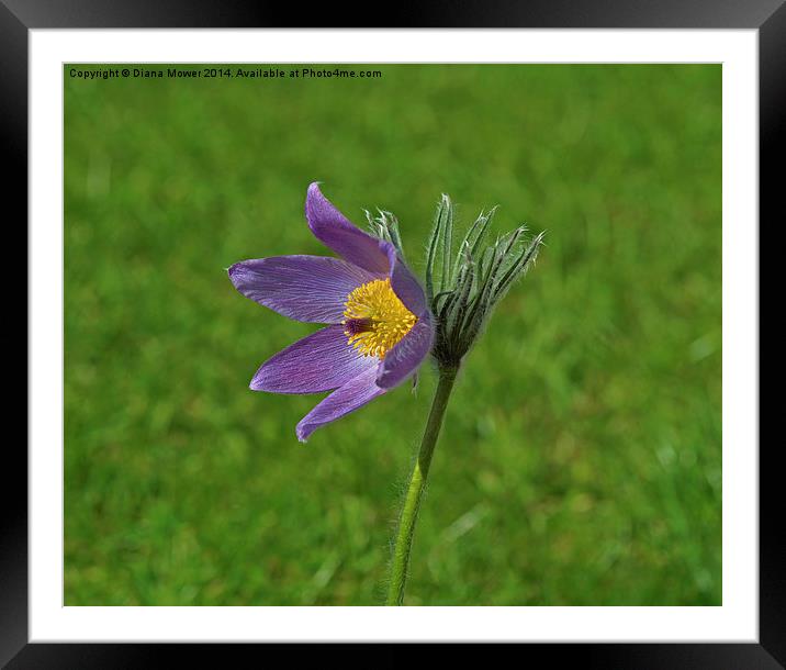 Pasque Flower Framed Mounted Print by Diana Mower