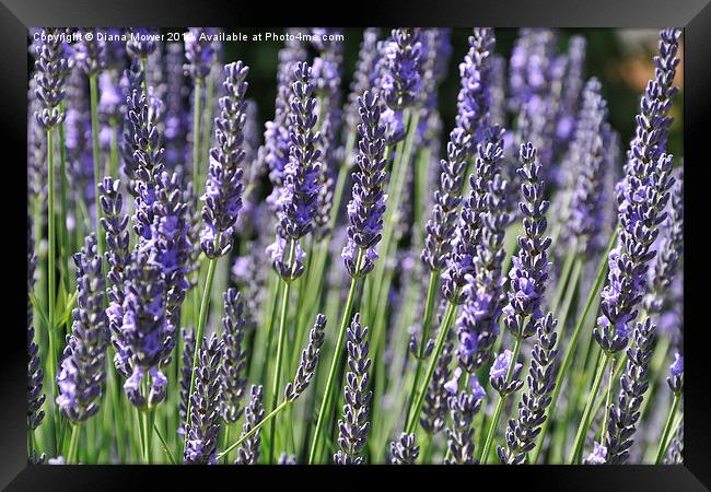 Lavender Framed Print by Diana Mower