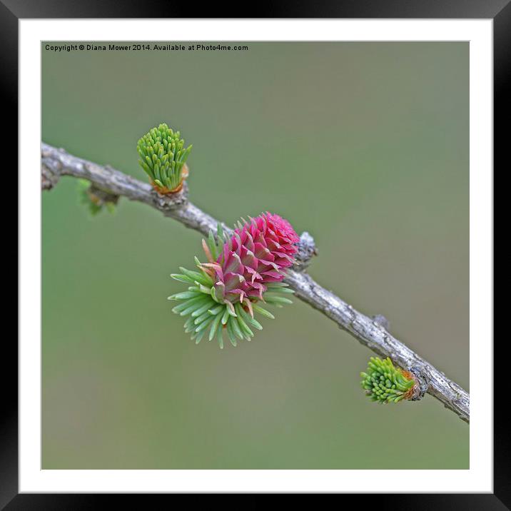 Larch Flower Framed Mounted Print by Diana Mower