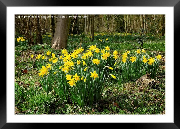 Golden Daffodils Framed Mounted Print by Diana Mower