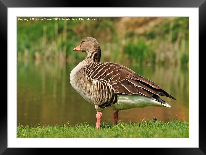 Greylag Goose Framed Mounted Print by Diana Mower