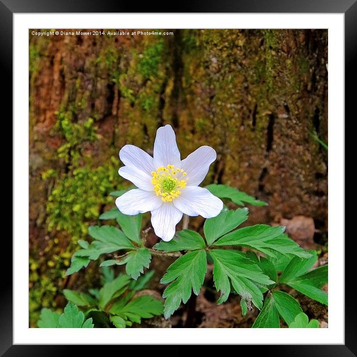 Wood Anemone Framed Mounted Print by Diana Mower